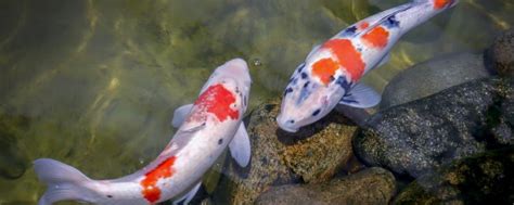 錦鯉繁殖|錦鯉はどのように繁殖するのか、繁殖期間はどのくらいなのか